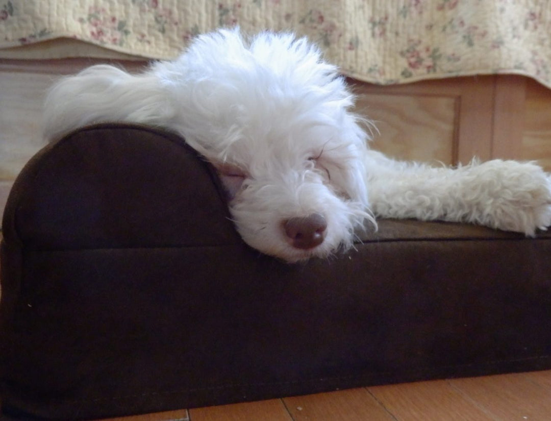 Noah the Blind Rescue Dog Stands Up to Bullies!