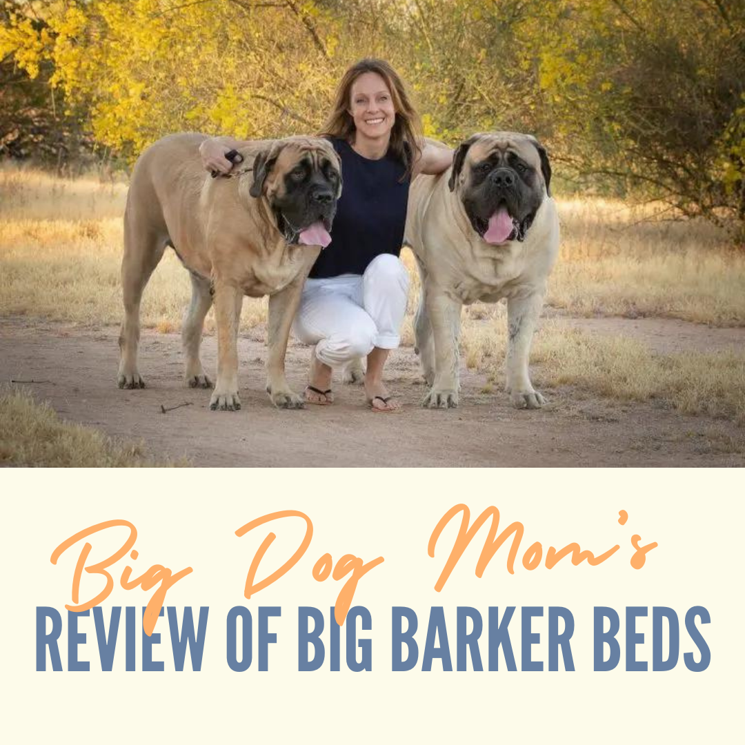 Big Dog Mom s In Depth Video Review of Big Barker Beds