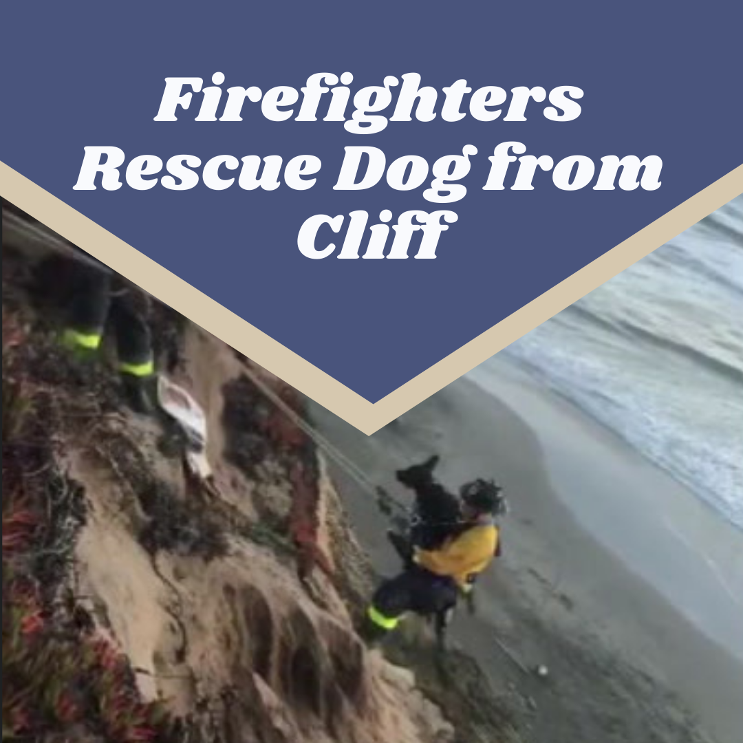 Firefighters Rescue Dog from Cliff at San Francisco’s Fort Funston