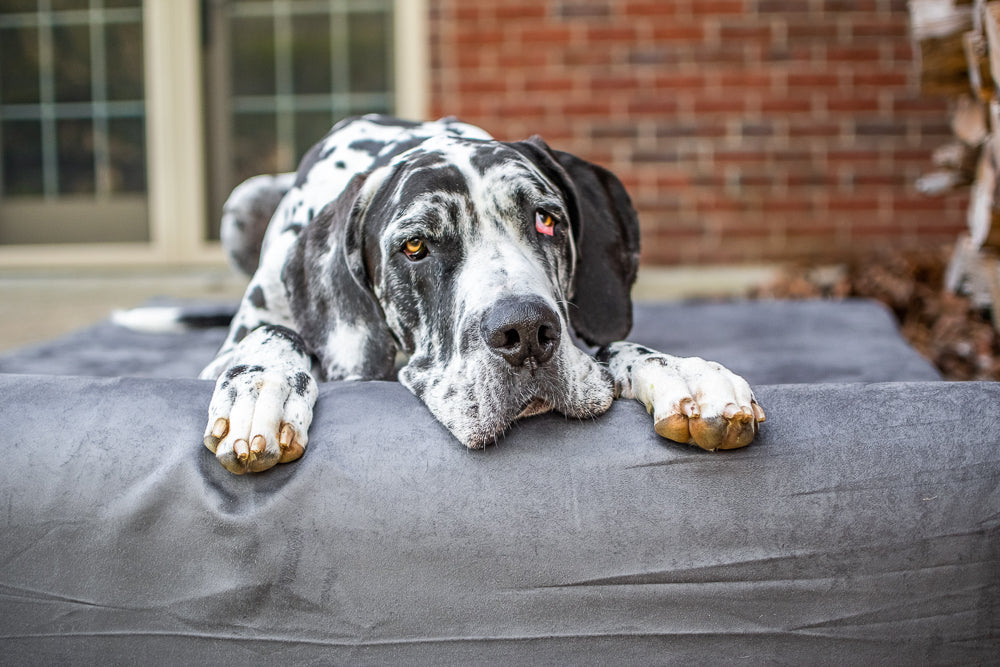5 Easy and Joint Friendly Activities for Dogs