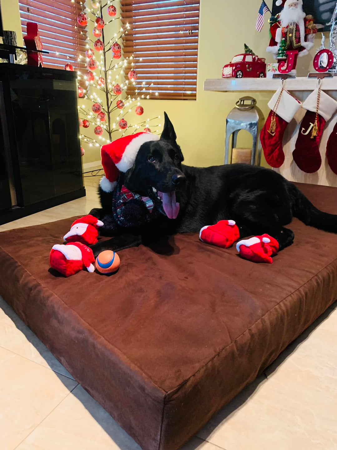 Meet Good Dog K9 Leo!