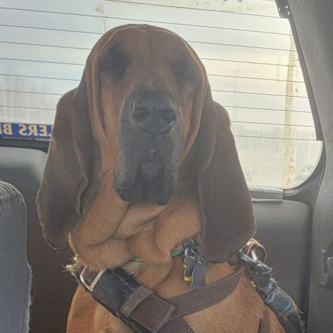 The Marshall Fire Hero Named Amber