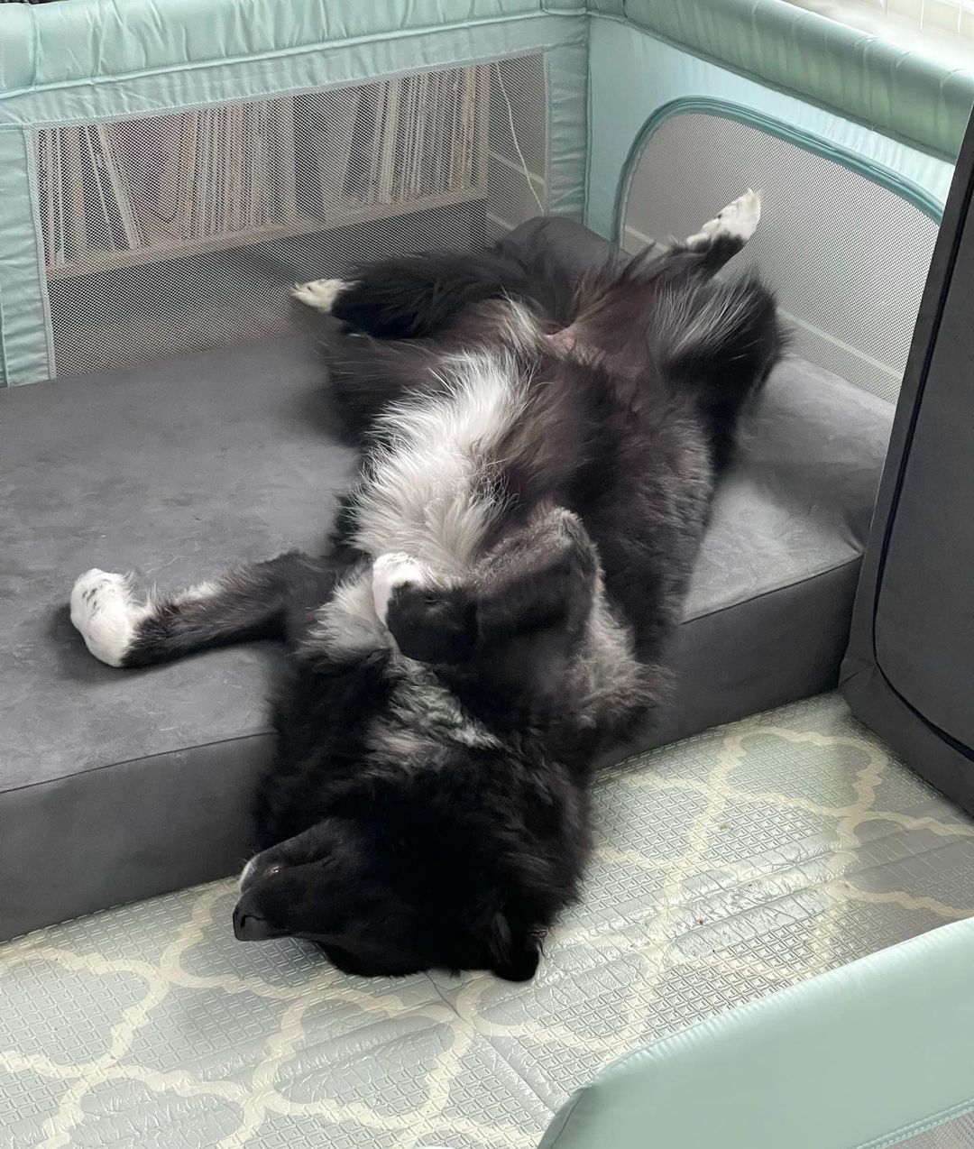 The Truth About Large Breed Dogs: Do Pet Parents Need to Be Careful?