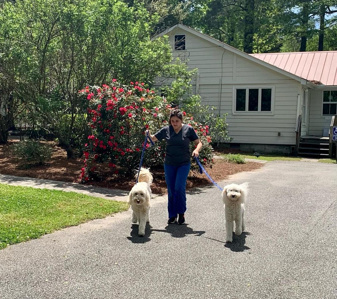 10 Questions | Groovy Golden Doodles