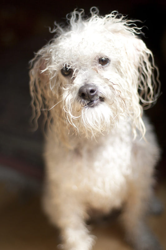 Canine Arthritis: Could Your Best Friend Be Suffering in Silence?