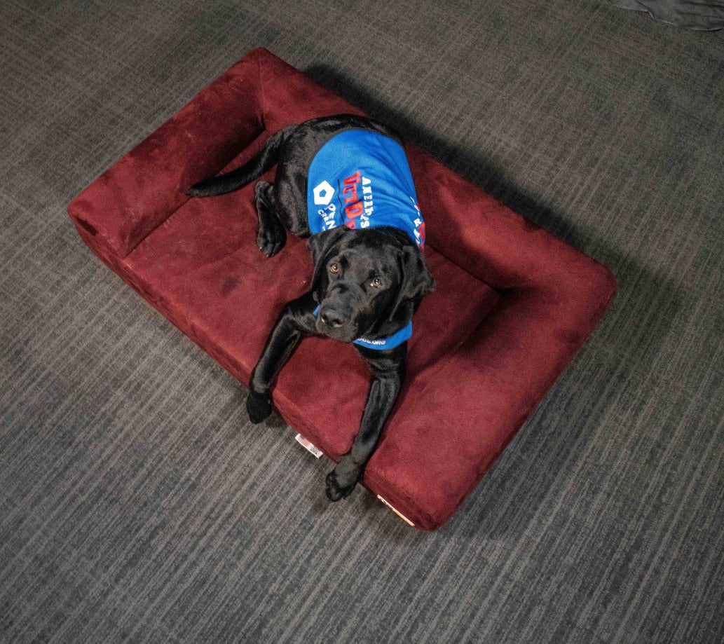 Guide Dog Foundation: Alfie