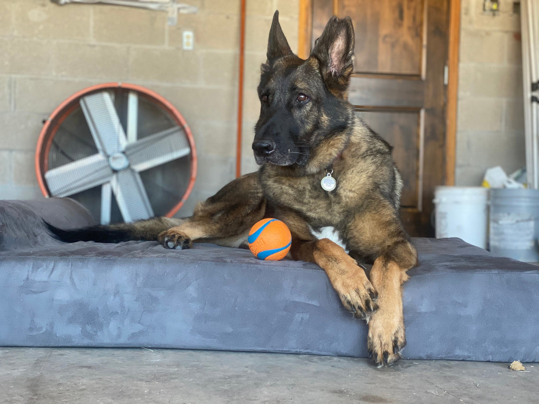 Diesel's Hip Dysplasia | Before and After