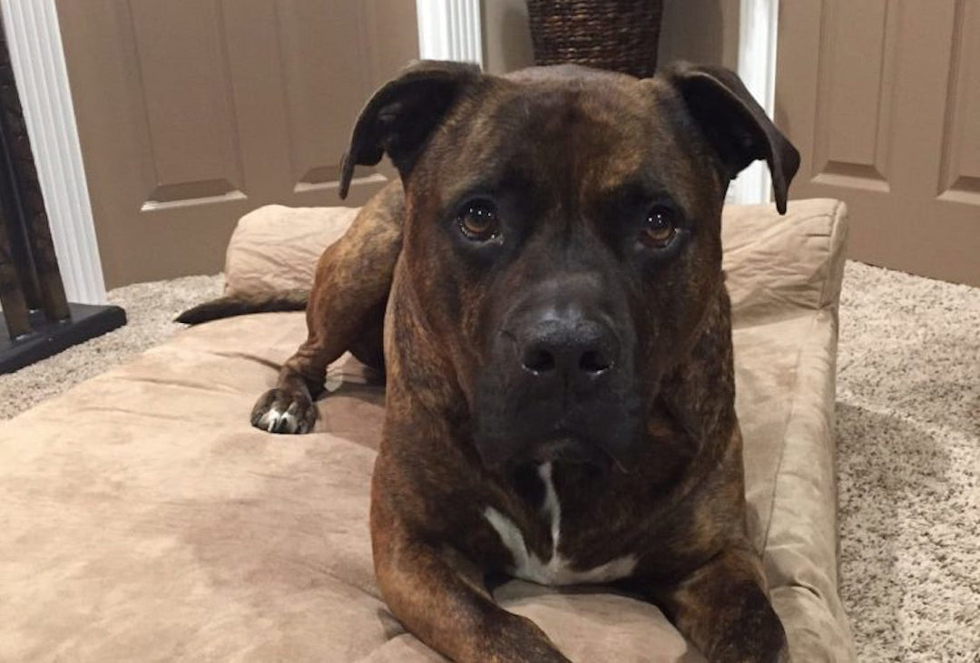 They Tried to Sell Him For Drug Money—Now He Works at Children’s Hospital: The Story of Chad the Pit Bull