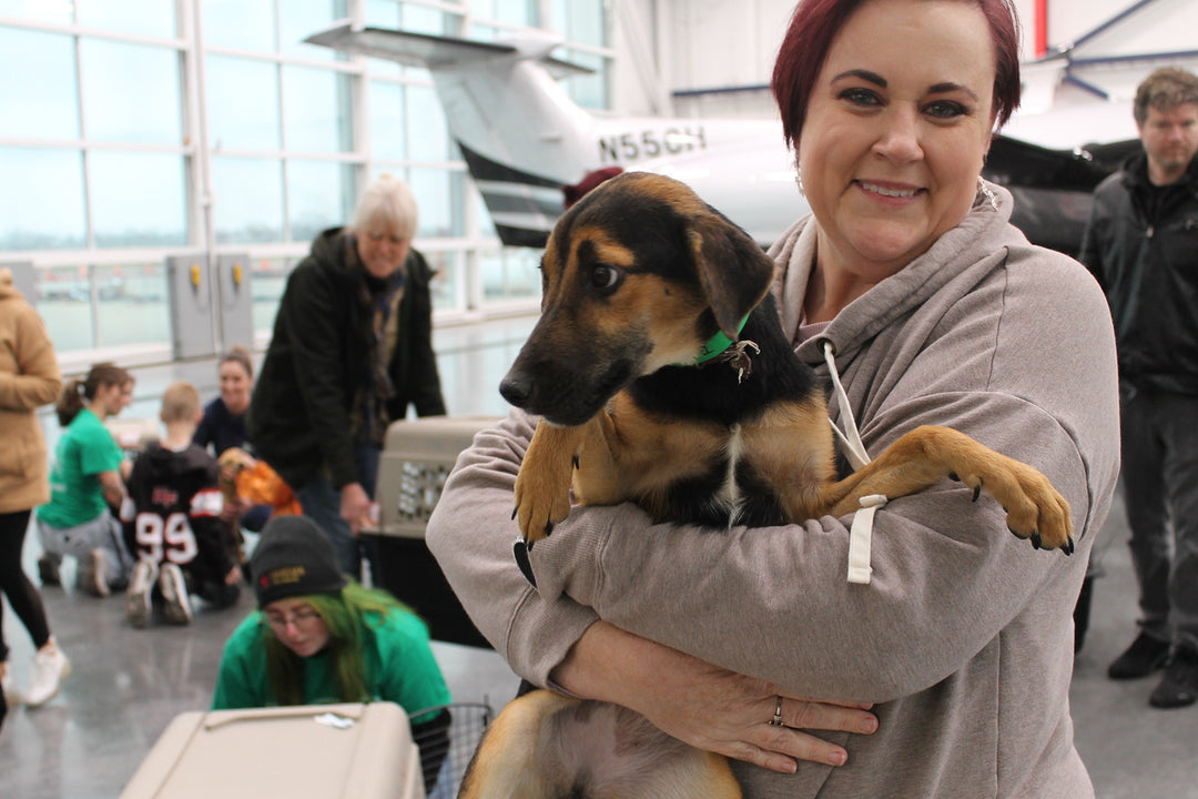 26 Dogs Rescued From Puerto Rico