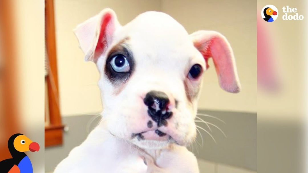 Deaf Dog Inspires Couple to Save More Dogs Like Him