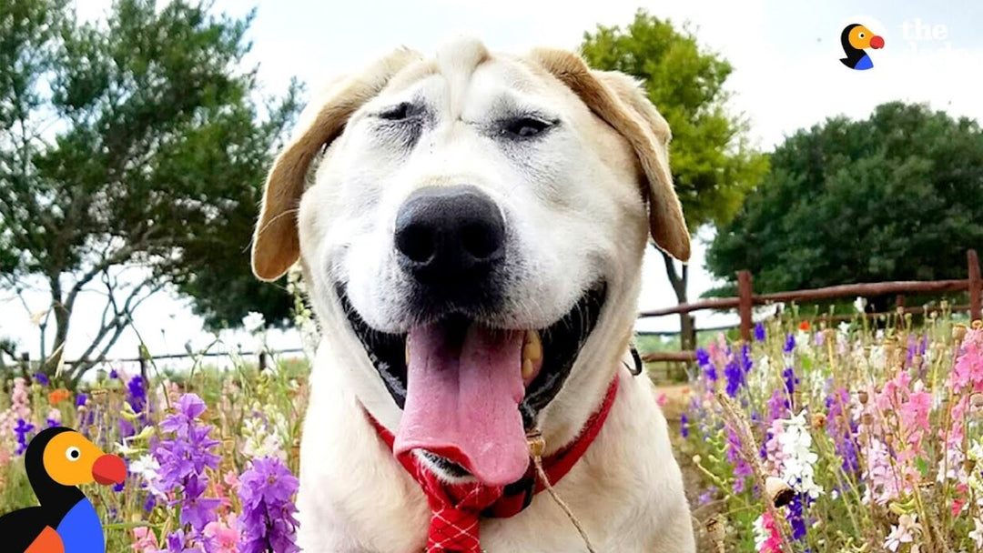 Dog No One Wanted Gets The Absolute Perfect Mom