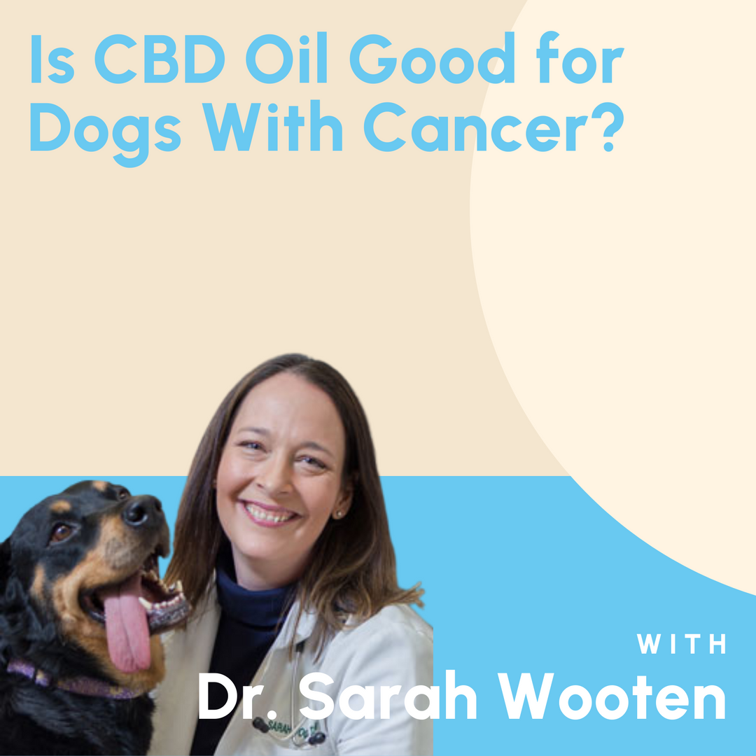 Is CBD Oil Good for Dogs With Cancer?