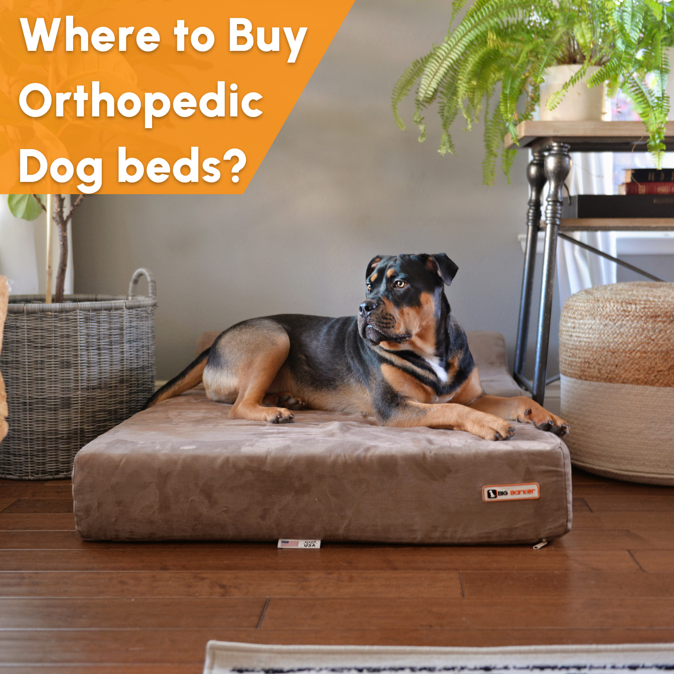 Where To Buy Orthopedic Dog Beds Big Barker