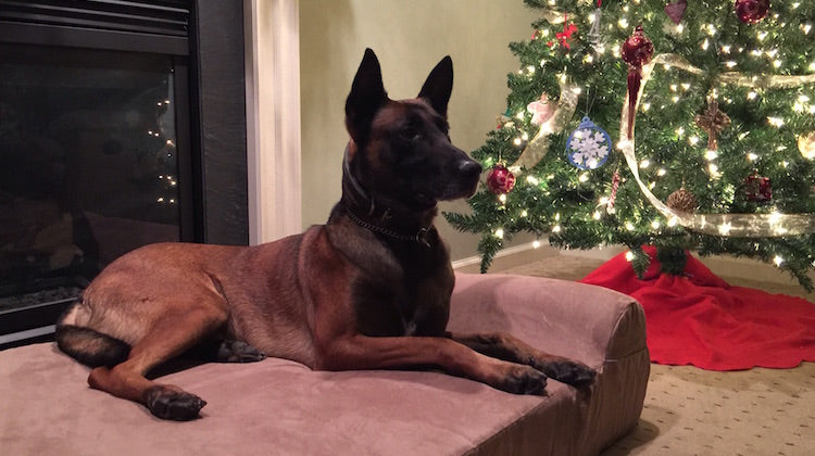 Operation K-9 Protection: Atlantic City Police Department