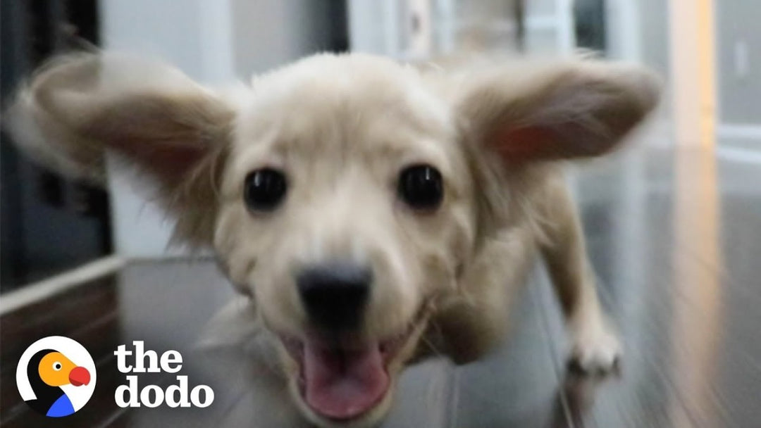 Gracie the Two-Legged Dog Gets a Wheelchair Made of LEGOs