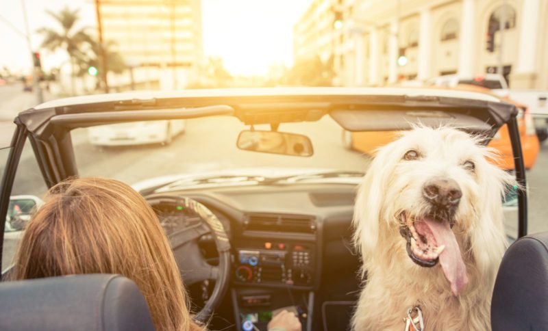 Holiday Travel Tips For Big Dog Owners