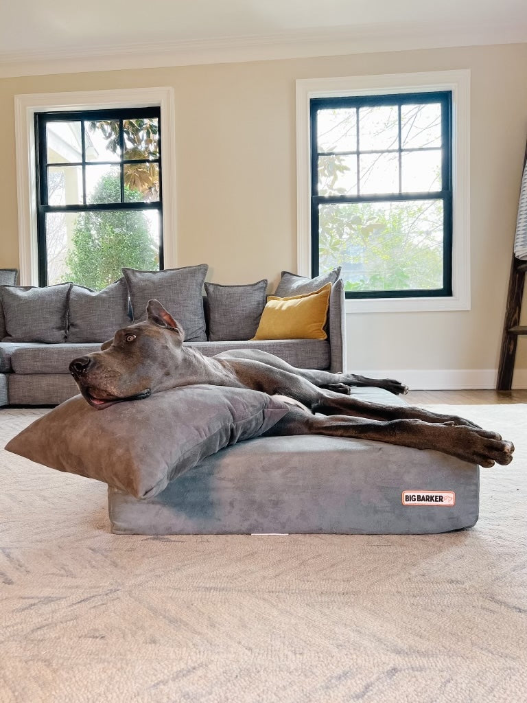 Revolutionizing Comfort: The Big Barker Upcycled Pillow Review with Me and My Great Danes
