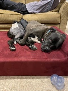 Kobe's Surgery Recovery with His Big Barker Bed