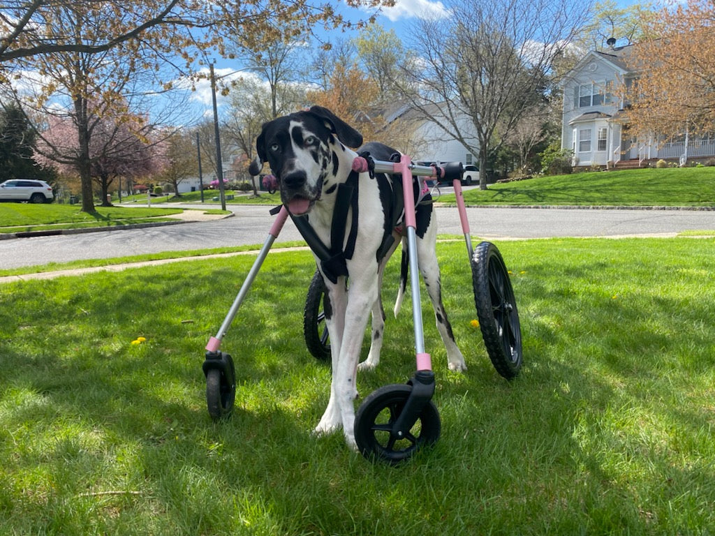 Olive's Journey | Big Barker Bed Edition