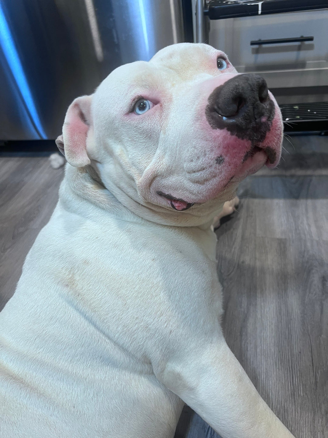Fostering Resilience: The Journey of Bubba