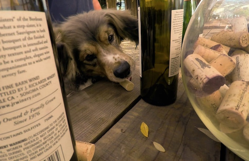 Korky: The "Unadoptable" Dog Who Found His True Calling