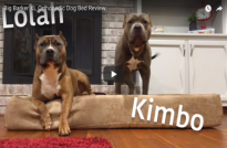 Unboxing An XL Big Barker For Lolah & Kimbo