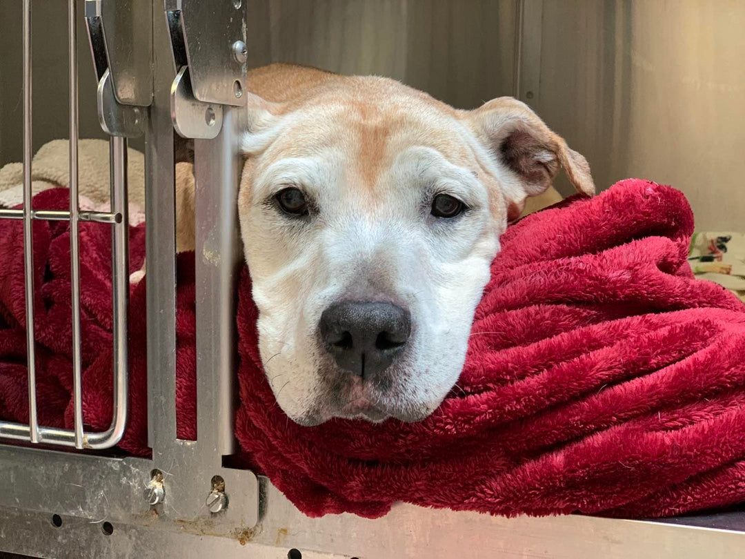 Senior Dog Finds New Home After Being Returned to Shelter