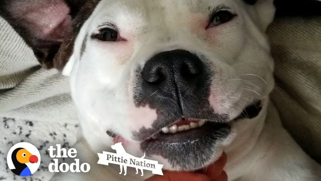 Pittie Who Was Shot Lives Like A Princess Now