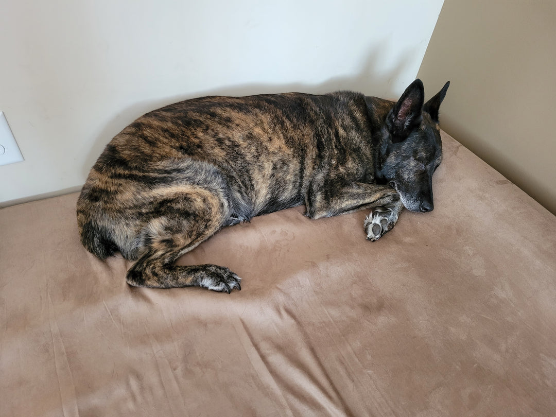 2024 Paws of Honor Update: K9 Ronnie