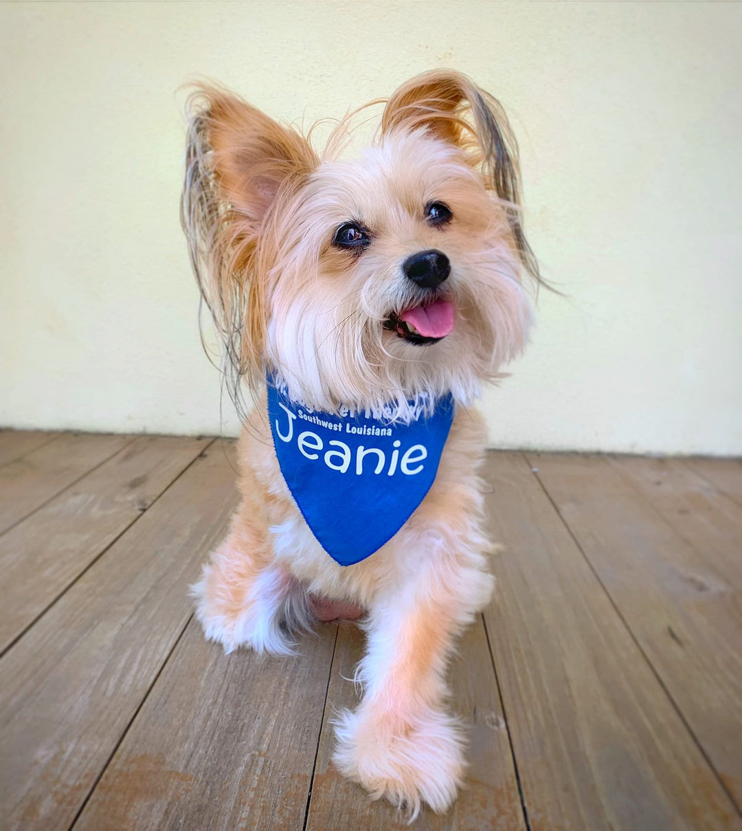 Meet the Three-Legged Therapy Dog Helping to Heal Others