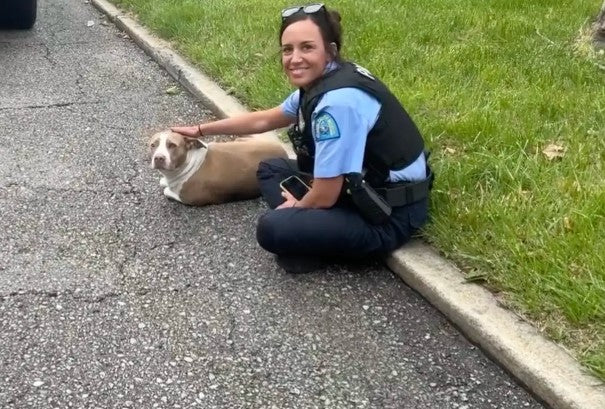 Police Find Injured Dog on Roadside and Change Her Life Forever