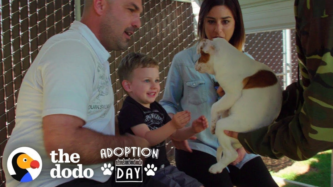 This Pittie Was Pregnant In A Shelter When She Found The Best Family