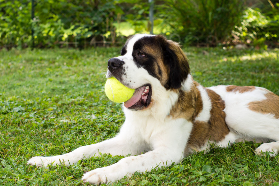 Ask The Vet: Caring For Large Breed Dogs