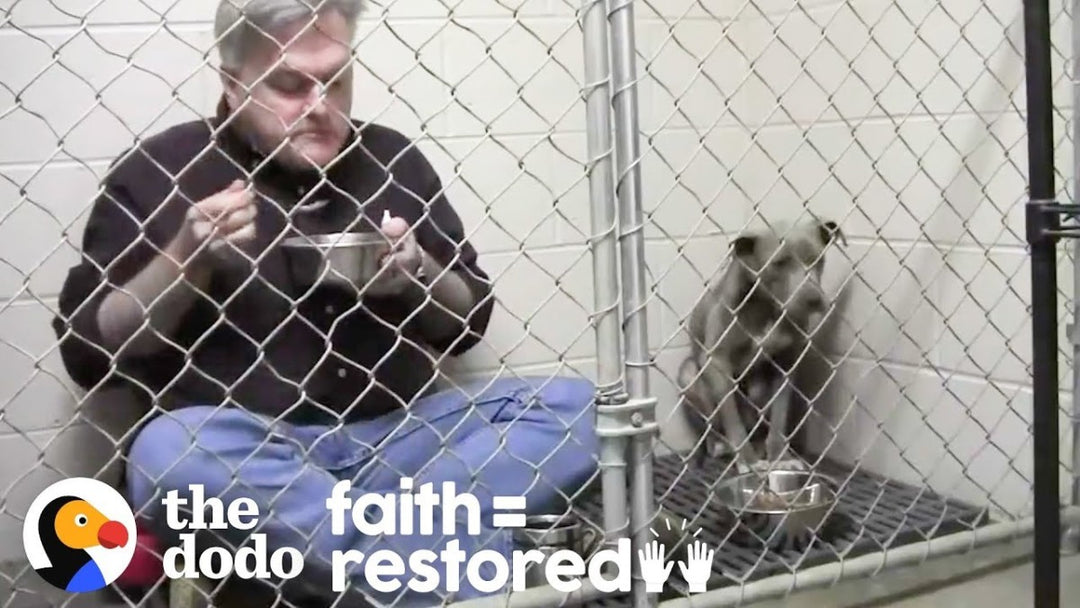 Vet Eats In Rescue Dog's Cage To Make Her Feel Safe.