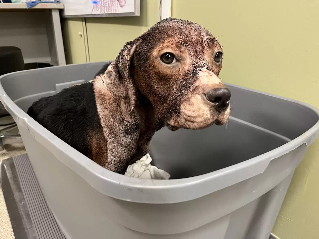 Puppy Gets a Second Chance Thanks to the Help of an Amazing Team