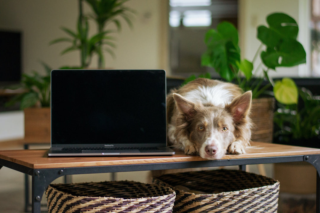 dog with laptop