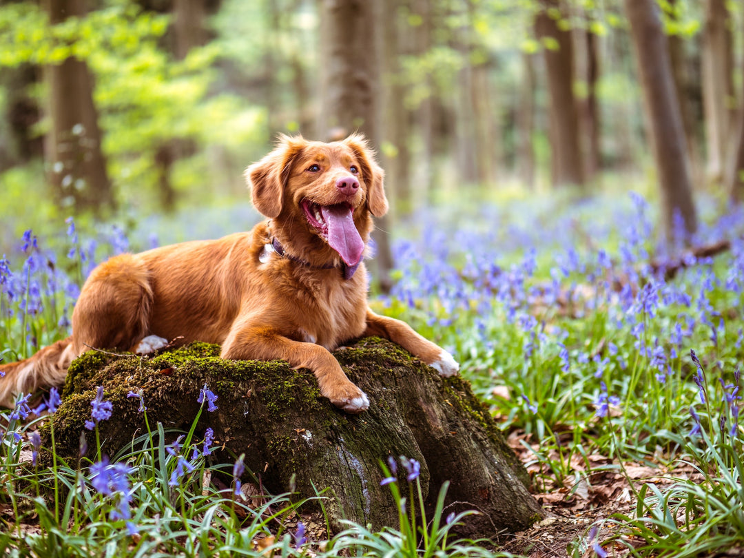 What are the Benefits of CBD Oil for Dogs?