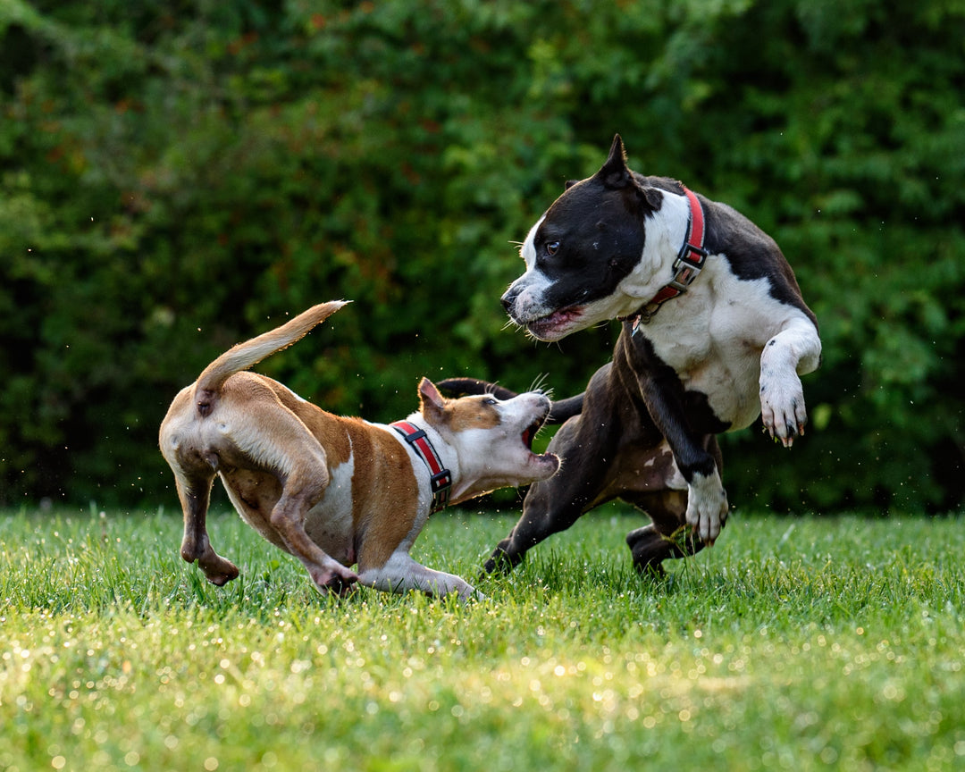 How to Introduce Your Dog to New Friends