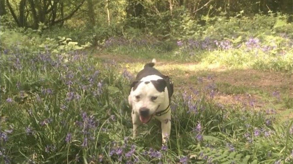 Eight Year Old Dog, Rocco, Learns Sign Language In Search of Fur-ever Home