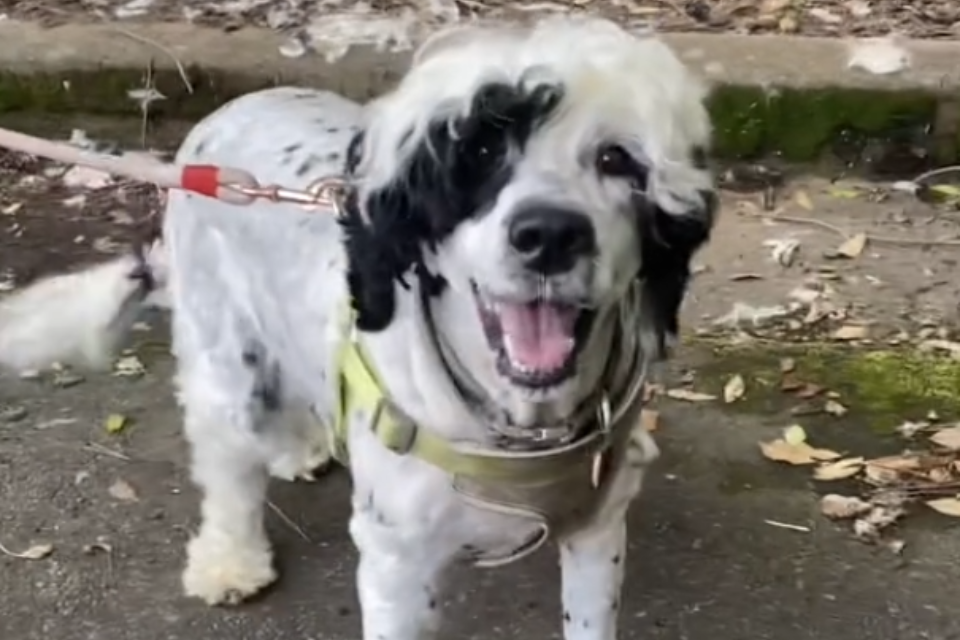 Dog Thought to Be 'Abandoned' Is Found With His Owner