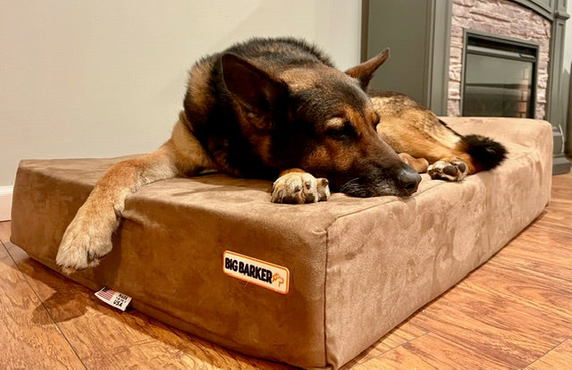 Paws of Honor: K9 Abram
