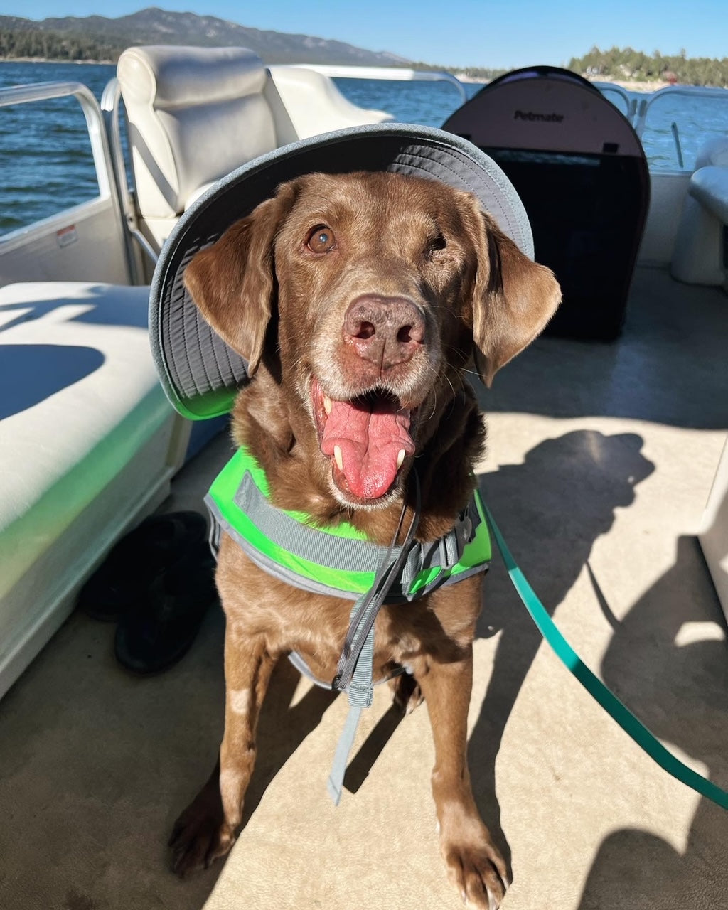 Paws of Honor: K9 Maggie