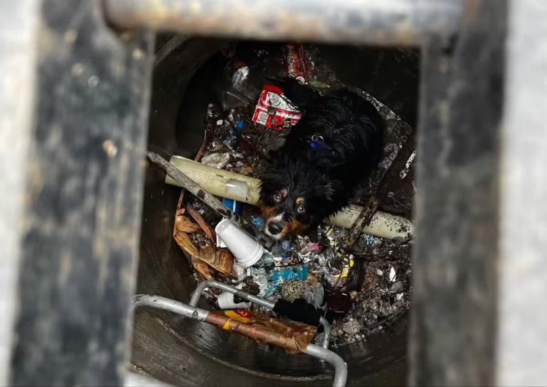 Dog Saved From River in California