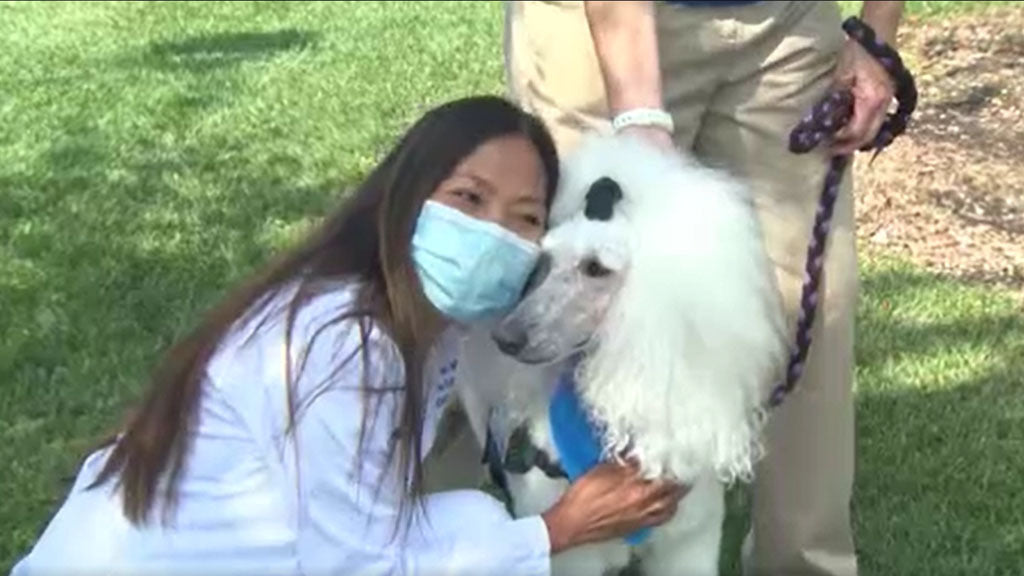 Pet Therapy Program Helps Relieve Stress, Bring Comfort To Healthcare Workers
