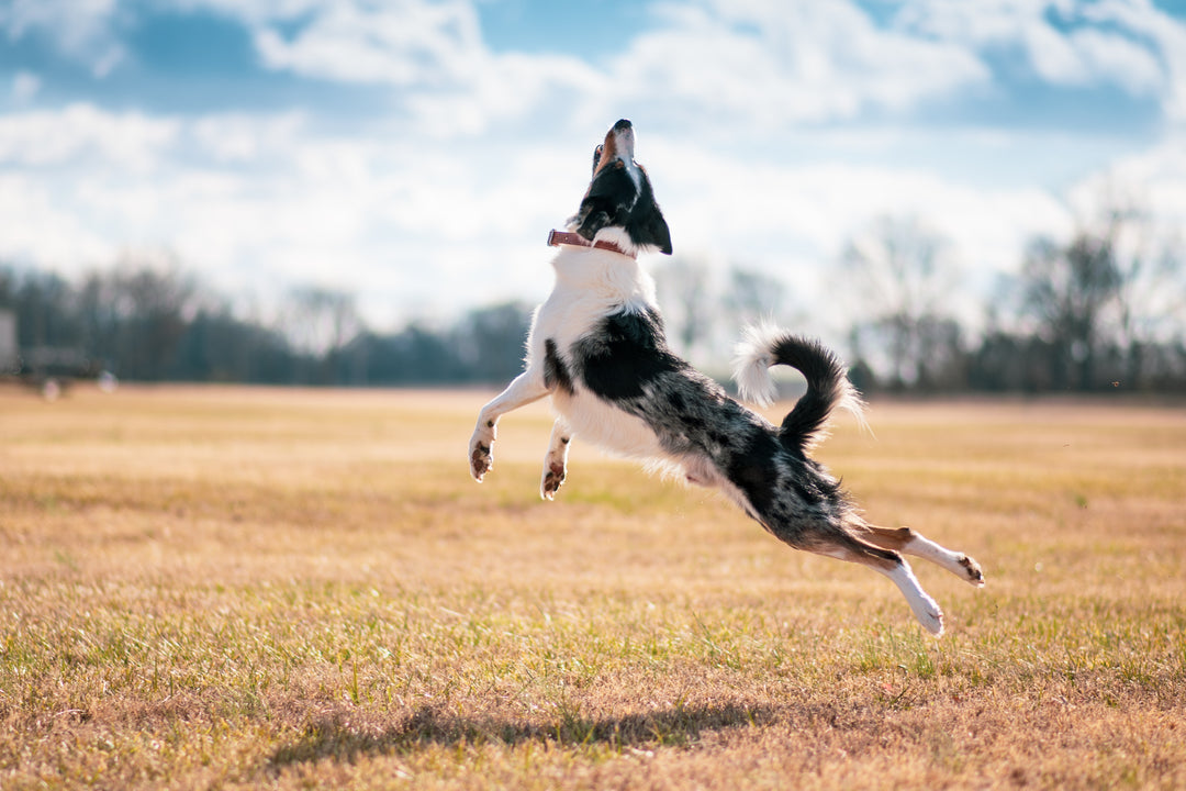 Dog Dancing Competition