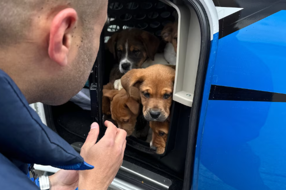 Surgeon Takes to the Skies to Save Rescue Dogs