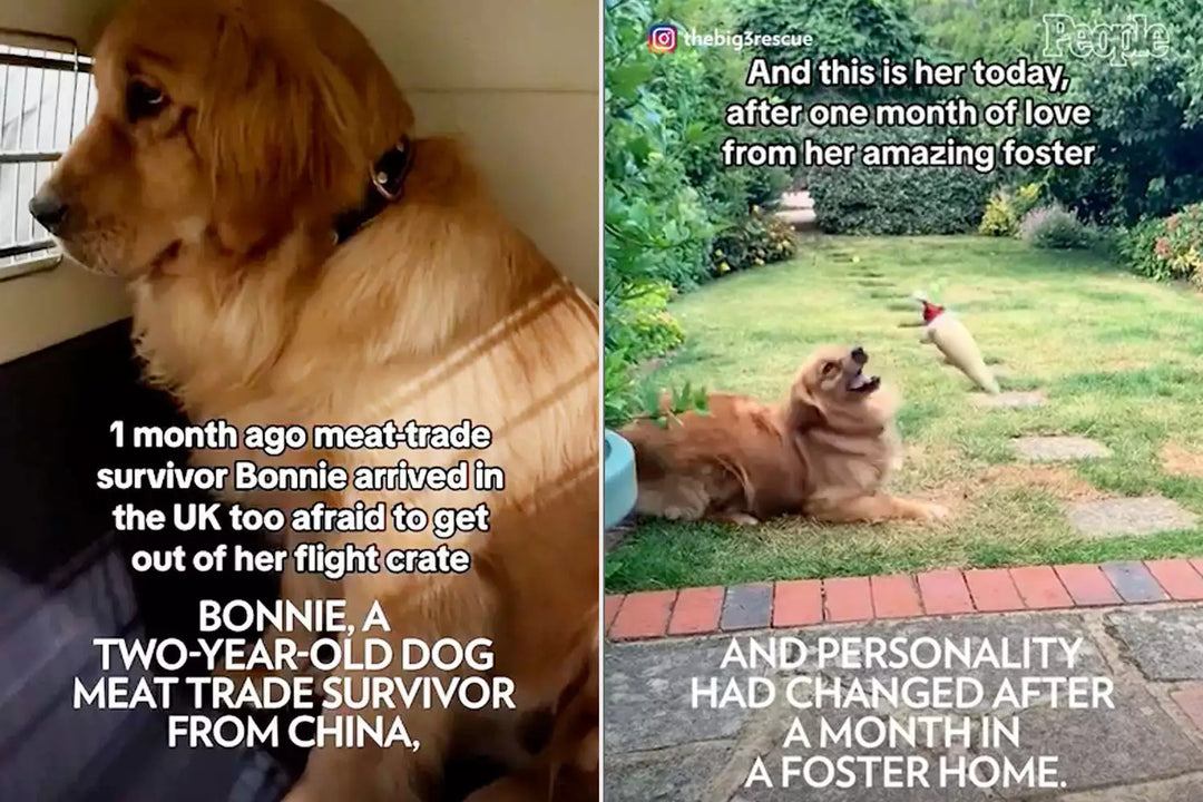 Dog Saved From Slaughterhouse Has Life Transformed