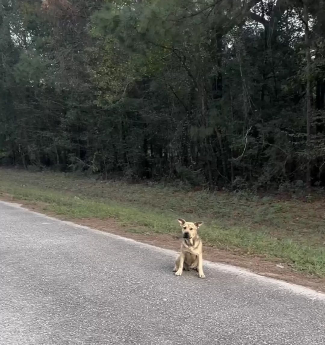 Stray Dog Finds Love in Perfect Sanctuary