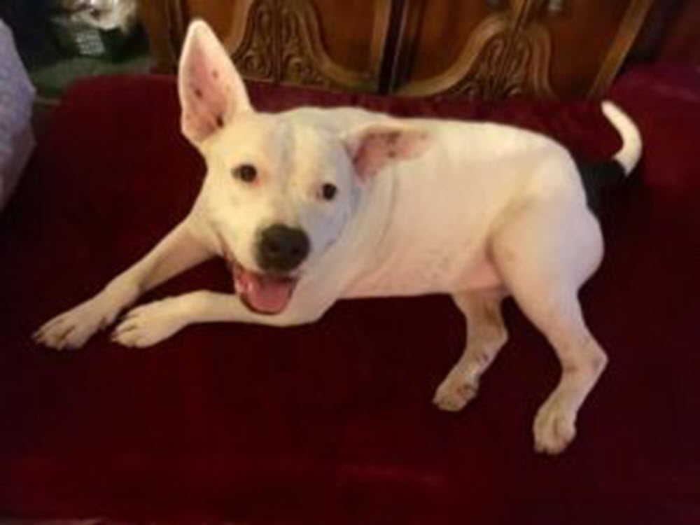 Customer Review: Mary Timmons, Home Away From Home Animal Rescue and Sanctuary