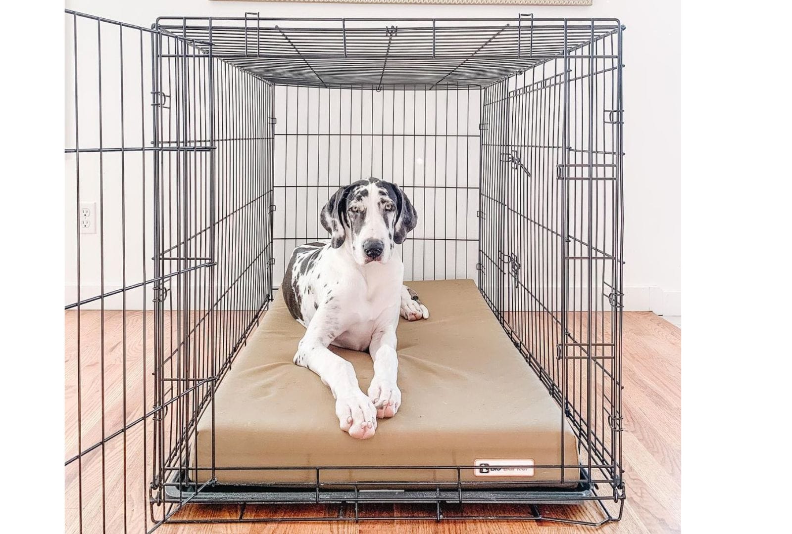 Stunning Crate For Whippet Adult image